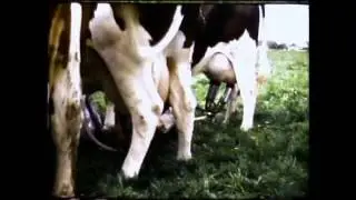 Het Boerenleven in Wijthmen