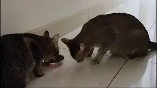 She just ate. Kitty knows how to steal food #smartkitty