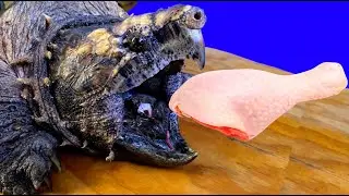 Feeding An Alligator Snapping Turtle | Tortoise Eating Chicken 🐢16