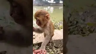 Baby monkey eating peanut 🥜 #shorts