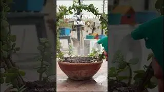 How to Make a Jade Topiary | Easy DIY Plant Styling at Home 🌿🪴#gardening #shorts