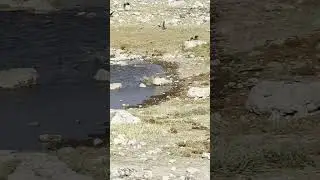 African wildcat brings her breakfast down to earth  #natureismetal #keepnaturemetal #wildcat