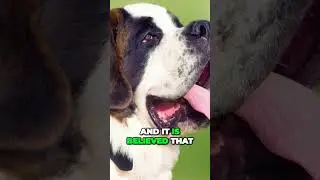 Meet Barry - The Saint Bernard That Rescued 100 Lives