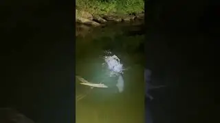 Bowfishing close call with a giant 😬 #bowfishing #fatalimpactguidedbowfishing #oneidaeaglebows