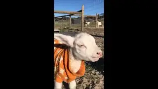 Adorable Rescue Lamb Makes a Face as It Looks Up