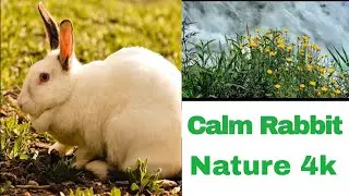 Calm Rabbit in Nature | Relaxing Flowers & Animals (4K) | #rabbitvideo#naturevideo#calmanimals