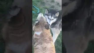 Laika, Blaze, and Bailey playing around  before the ponds got done. Playful pack