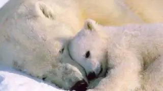 anmatino