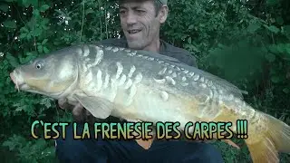 C'est la frénésie des carpes !!!