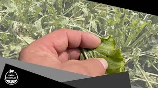 Blattflecken in den Zuckerr&uuml;ben &ndash; Ein unvorhergesehenes Risiko | Zucker | Farmfluencer