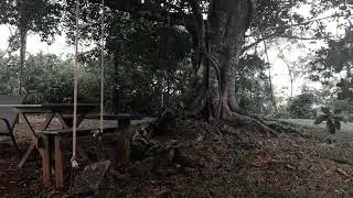 🌳🌬️ Forest Wind — 1 Hour, Real Time
