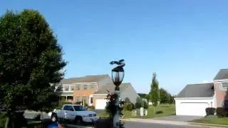 Mocking Bird Attack--Burlarse de un ataque de aves