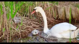#Babies out of #cradle 20240511 #goslings #Swan #cygne
