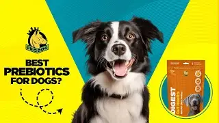 What are the best probiotics and prebiotics for dogs?