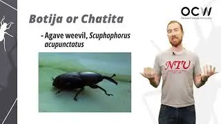 Edible Insects 04. Insect Farming
