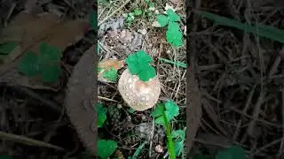 хлорофиллум?!...