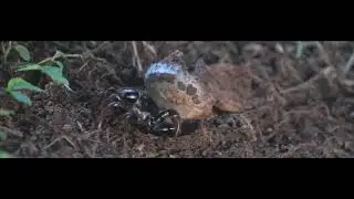 Actinopus trapdoor spider