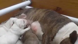 14 day old puppies. Miniature Bull Terrier Puppy.