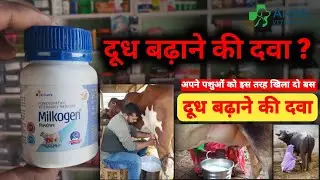 Milkogen Tablet क्या है? दूध बढ़ाने की सही दवा। गाय भैंस का दूध कैसे बढ़ाए। Archit Veterinary. 