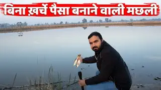 🐟पैसा ही पैसा होगा | मछली के बच्चे तैयार है | Rahu Fish | Catla Fish | Mrigal Fish | Fish farming
