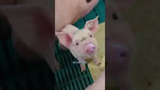 Kolostralmilch 🐷