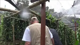 Vanille Anbau im Schattenhaus, in Papantla Mexiko,