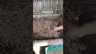 budidaya maggot sebagai pakan ternak ayam bebek ikan