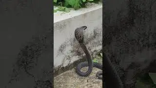 The Live Sound of Cobra Snake #Snake #Snakesound #cobrasnakesound