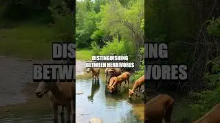 Tracking Wildlife Trails