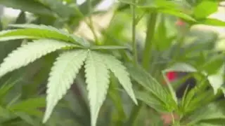 Kansas lawmakers put final touches on bill to legalize medical marijuana use