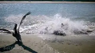 Call of the Dolphins -Strand Feeding