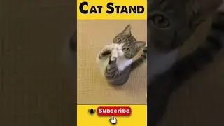 Funny Animals - When Cats Stand !! #memeteam #shorts #short