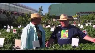 TomatoMania at Greenstreet Gardens
