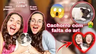 Bulldog com crise de falta de ar ( como prevenir/ explicação) ❤️‍🩹| Mariagemea