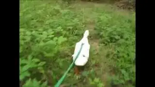 Come with us on an Evening Duck Walk