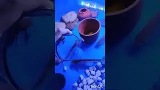 New baby fish Tiger Gorami #pawsomepets#like,subscribe,