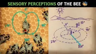 Karl von Frisch bee experiments #experiment #science #sciencefacts #scienceexperiment #scientist