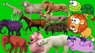 Animal walk in green screen video animal running green screen stamped wild animals stamped 🦛