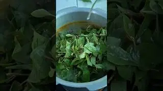 Minivlog ✨️71 keerai sambar #recipe #cooking #kitchen #tamil #shorts #trending #viralvideo
