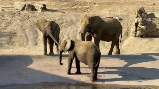 🐘Saturday Evening Elephants🐘 ~ San Diego  Zoo Safari Park ~ 7/16/2022