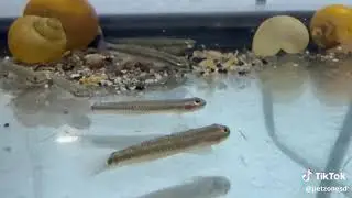 Neon Blue Stiphodon Goby