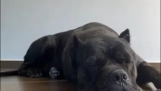 Cane Corso Monstro do P&acirc;ntano  est&aacute; ao vivo! Comenta, deixa o like e compartilha 🔴#canecorso