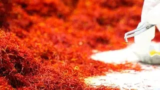 Carnet de voyage Terre Exotique : Iran 2017- La production du Safran