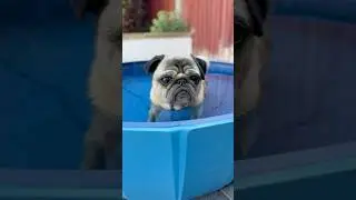 Pug meets RASPBERRY! 😮 #puppy #cutedogs #pug