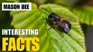 Exploring the Fascinating World of Mason Bee | Interesting Facts | The Beast World