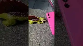 dbeo heowh💚🦖