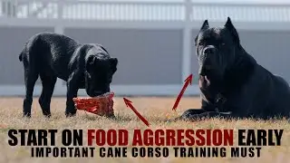 Tackling Food AGGRESSION with Bruce Wayne & The Puppy!