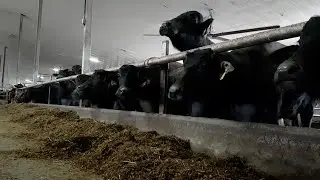 Visit a Water Buffalo Farm
