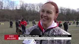 ŠTĚTÍ: Oblastní výstava Německých ovčáků