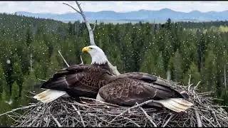 Bald Eagles vs Sudden Snow Flurry: A Parent&rsquo;s Instinct to Protect 16:9 #Baldeagles #Eaglets #Snow